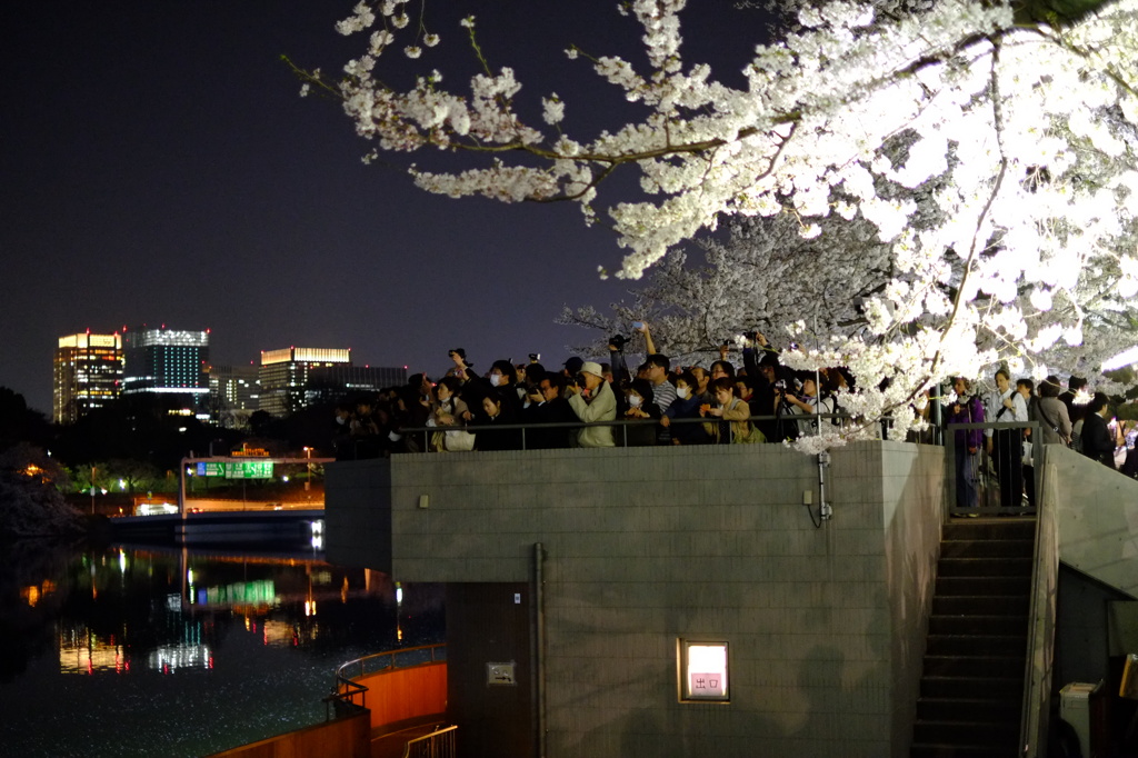 桜見物！