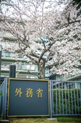 外務省の桜