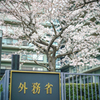 外務省の桜