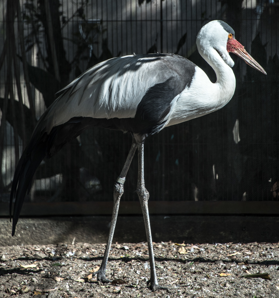 鳥。