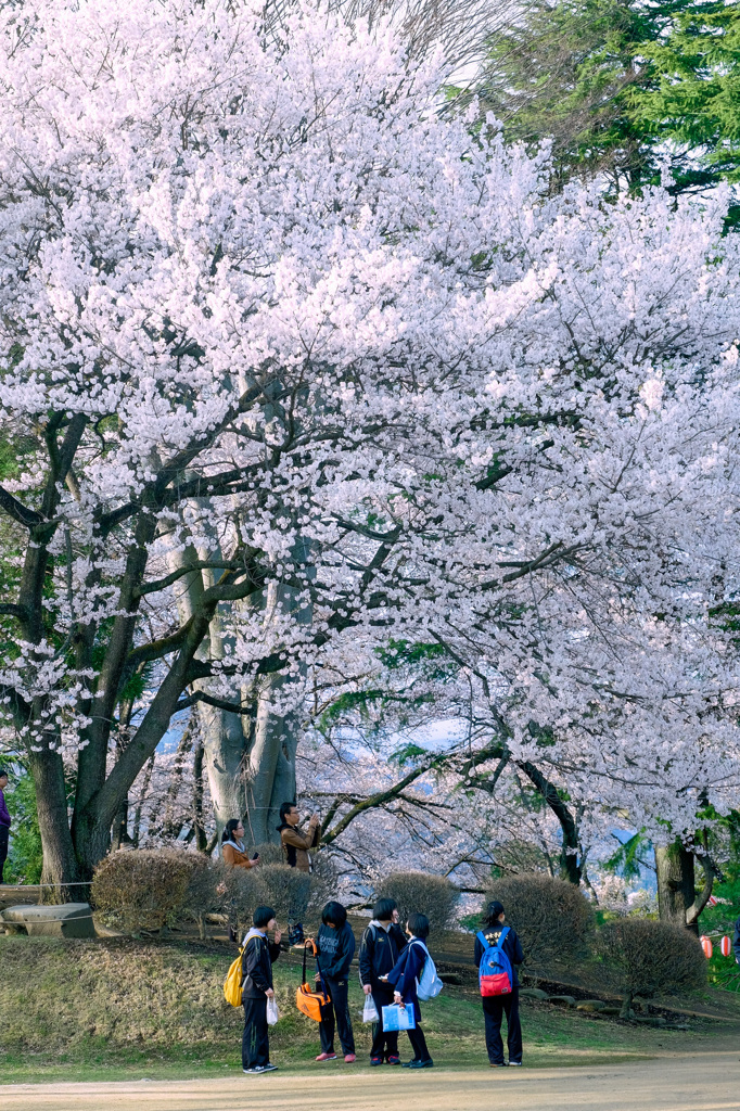 沼田公園の御殿桜