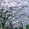 沼田公園の御殿桜