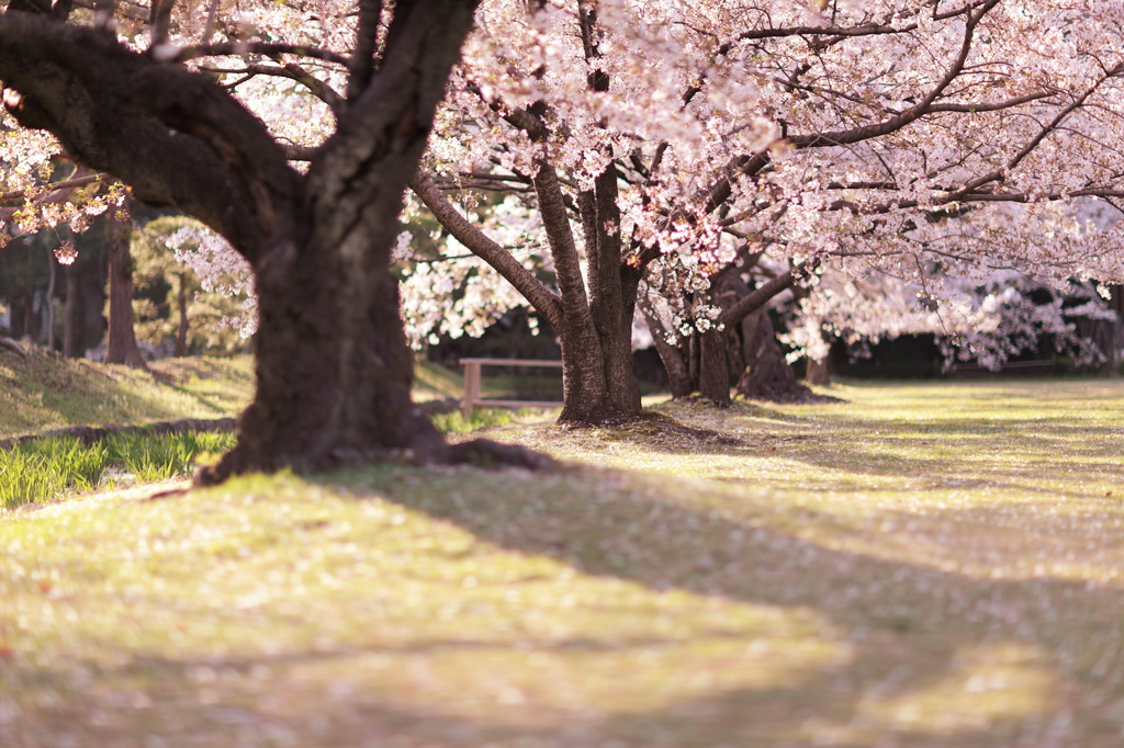 桜美林