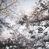 桜の森