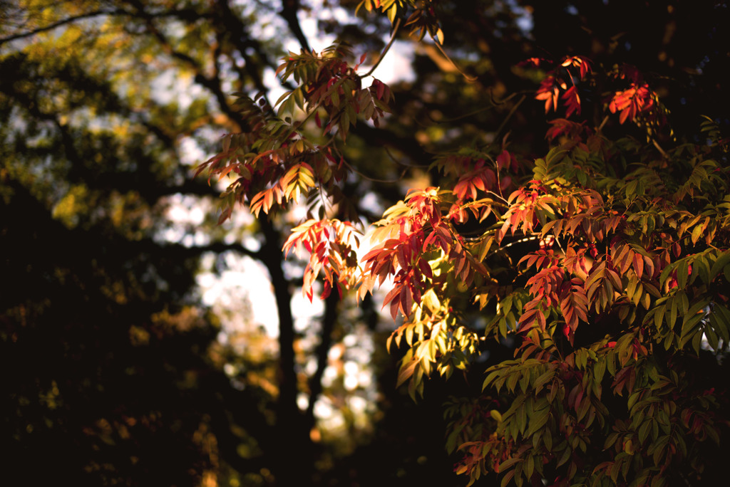 風と紅葉