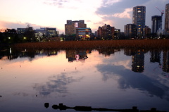 不忍池　夕焼けと鴨