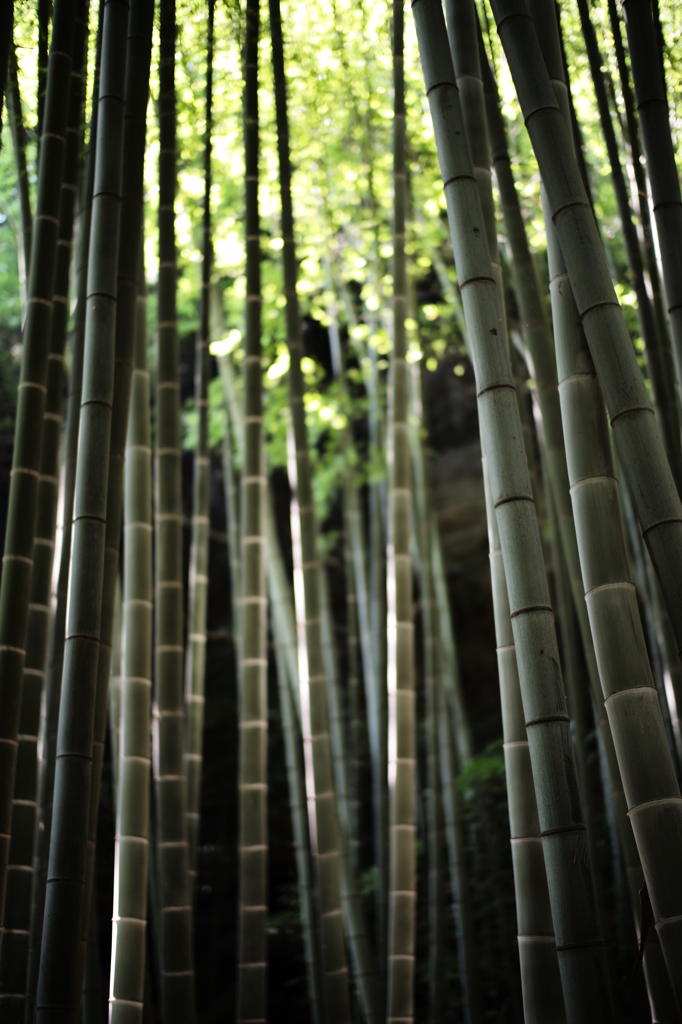 竹林