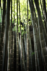 竹林