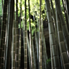 竹林