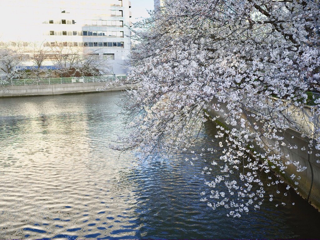 何度目の桜か