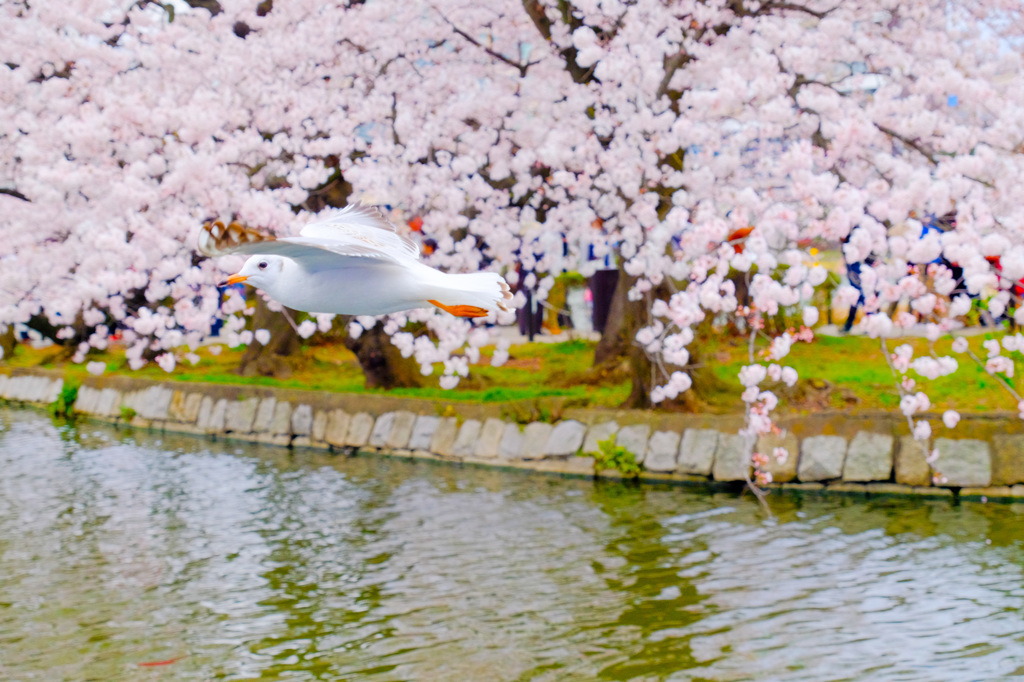 桜と鳥