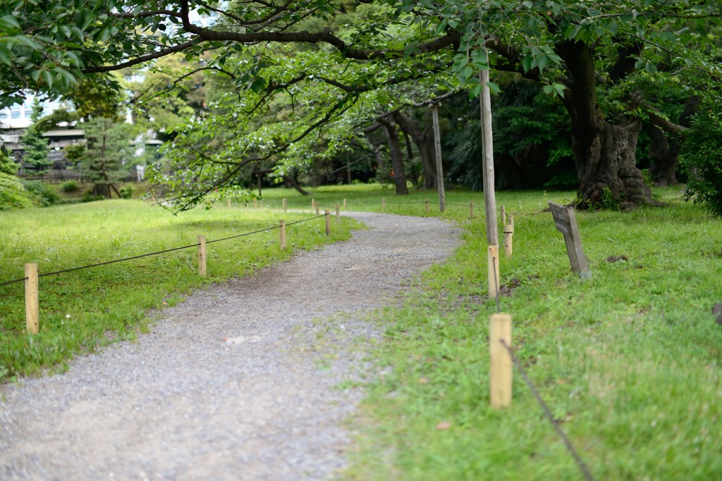 桜の木