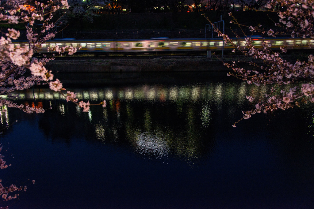 春のお堀の夜桜と