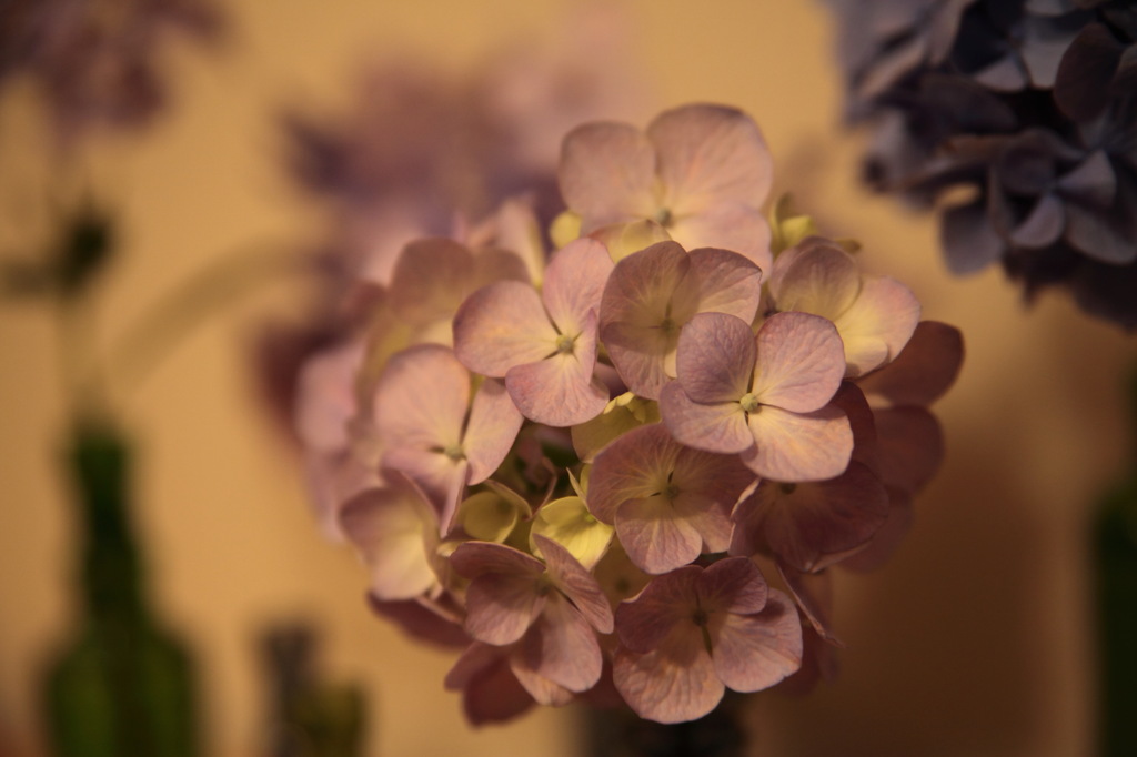 紫陽花