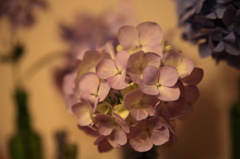 紫陽花