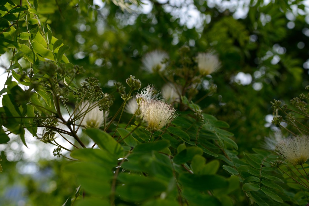 繊細