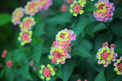 名前のわからない花