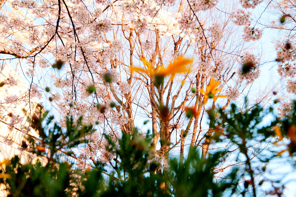 SAKURA