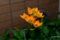 ベランダのチューリップ（test）