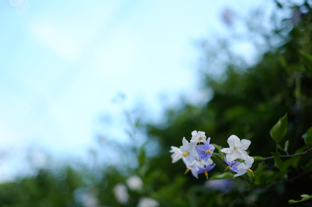 空と花