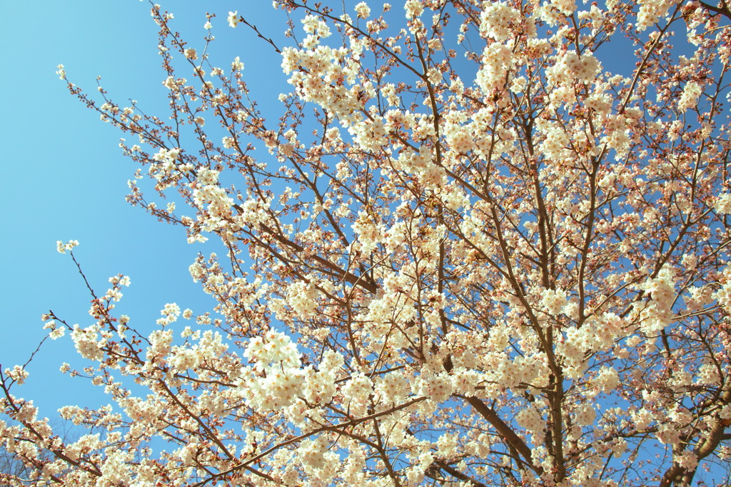 桜が気持ち良さそうに