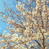 桜が気持ち良さそうに