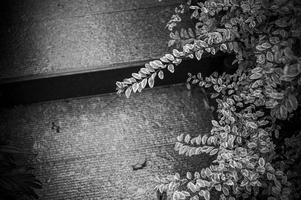 a monochrom day