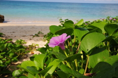 浜辺の花