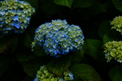 紫陽花