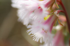 コイワカガミ（ストライプ）