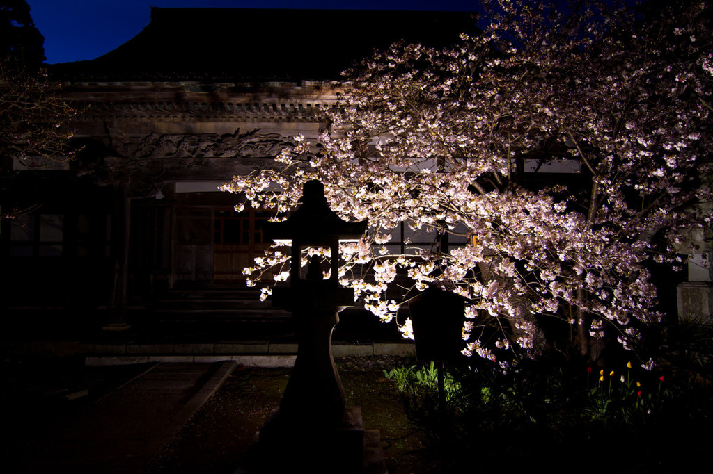 松前　蝦夷霞桜ライトアップ