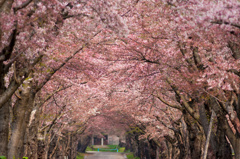 陣屋桜