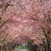 陣屋桜