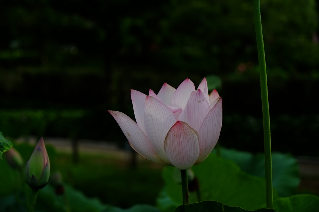 蓮