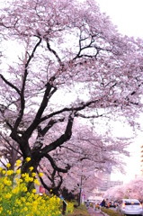 桜通り
