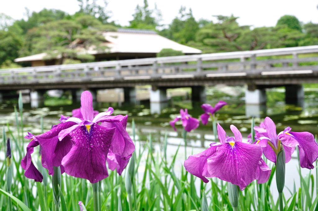 花菖蒲×日本庭園