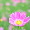 秋の桜