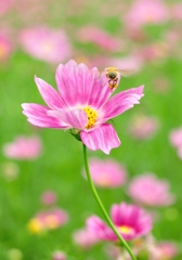Beeeeee