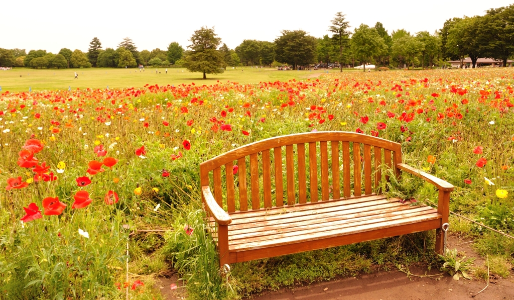 ポピー×ベンチ