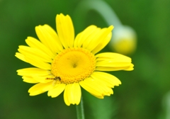 イエロー×イエロー