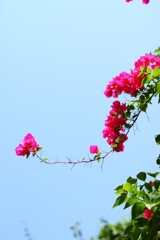 Pink Flowers