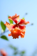 Orange Flower