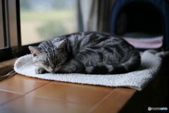 実家の猫
