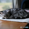 実家の猫