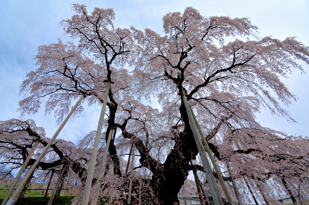 三春の滝桜