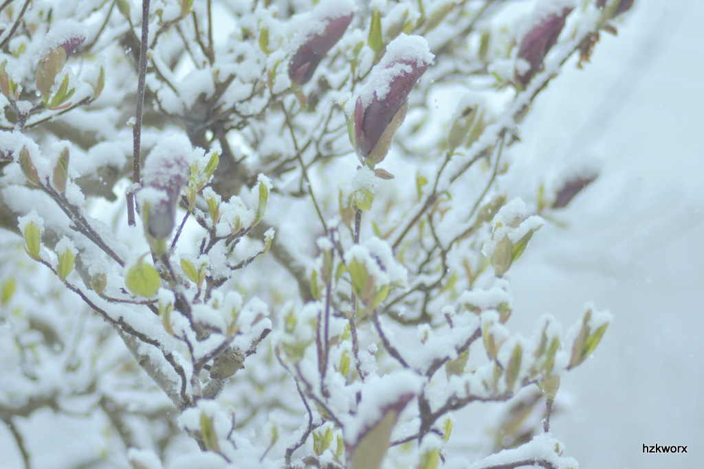 蕾に降る雪