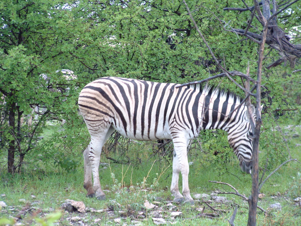 シマウマ