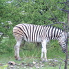 シマウマ