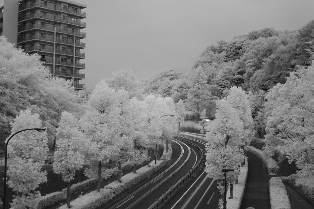 白い街路樹