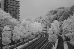 白い街路樹